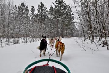 first person view of dog sledding